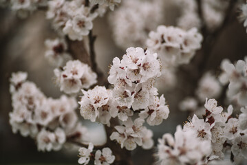 young apricot branches, flowering apricot branch