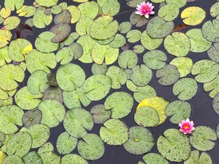 Foto op Canvas Blooming water lily on water. © Wirestock Creators