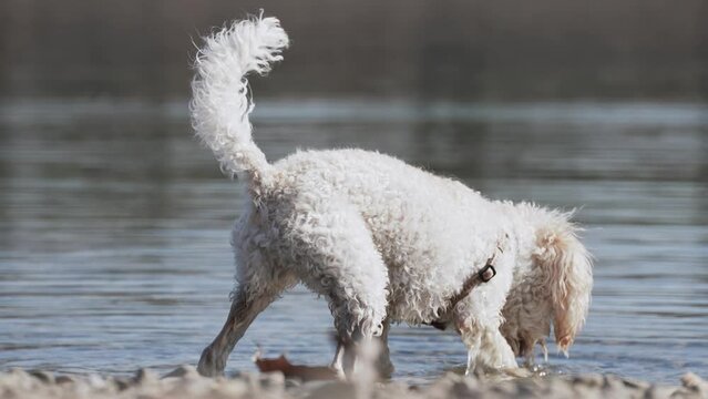 a male breed of poodle in search of a ball lost in the water