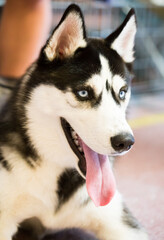Siberian Husky Portrait of thoroughbred Siberian Husky dog