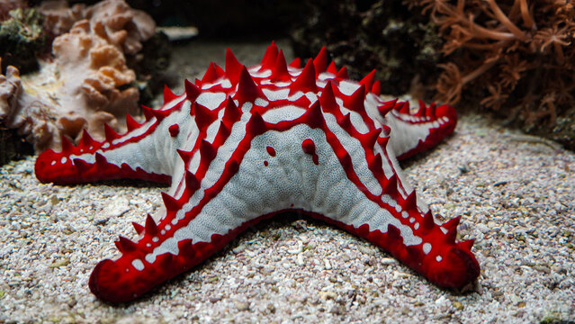 Red-knobbed Sea Star (Protoreaster lincki),