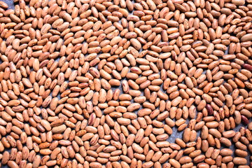 Raw whole dried speckled kidney beans