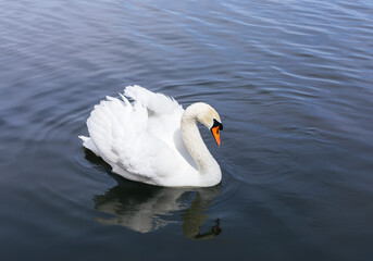 Artistic swan floating on the water at dawn of the day