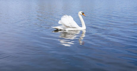 Fototapeta na wymiar Artistic swan floating on the water at dawn of the day