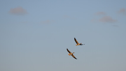 mazing Greylag Goose Anser anser is a water bird of the order Anseriformes. In flight at sunrise.