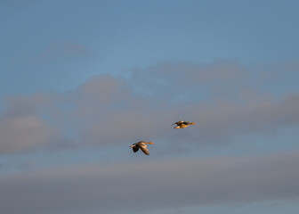 mazing Greylag Goose Anser anser is a water bird of the order Anseriformes. In flight at sunrise.