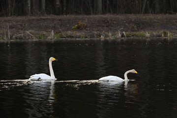 Amazing Cygnus cygnus pair of swans flying, communicating with sounds.Very large water bird of the order Anseriformes, genus Cygnus.A beautiful, graceful water bird breeding in Lithuania. Song Swans.