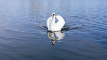 Close-Up Of Swan Swimming In Lake