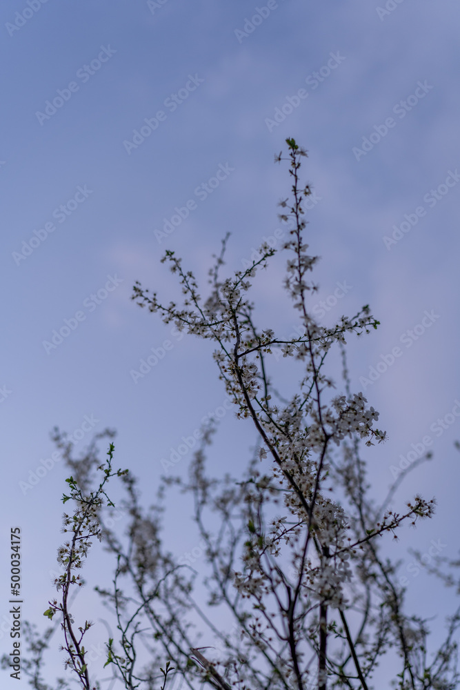 Poster colored spring photograph