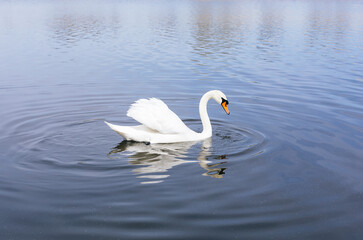 Fototapeta premium Artistic swan floating on the water at dawn of the day