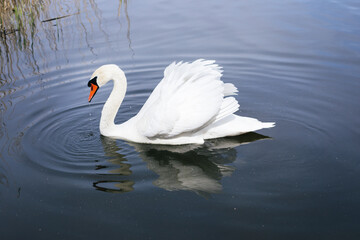 Artistic swan floating on the water at dawn of the day