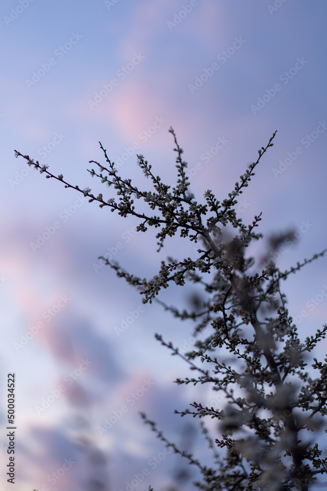 Poster colored spring photograph