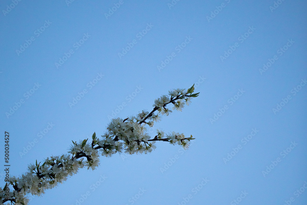 Wall mural colored spring photograph