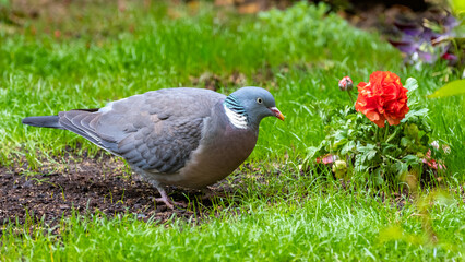 Wood pigeon, turtledove 