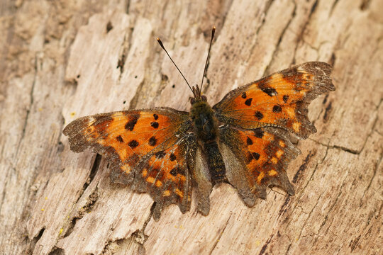 Closeup on an old and worn out overwintering anglewing Comme butterfly, Polygonia c-album butterfly