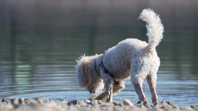 a poodle dog looking for a lost ball in the water