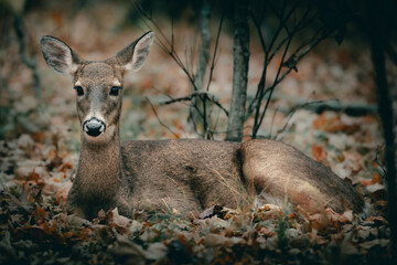 Selective focus shot of a deer relaxing on the ground