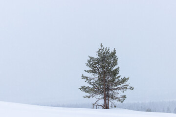 evergreen conifer tree in a snowstorm, wallpaper with free space	
