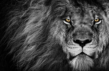 Poster Grijswaardenopname van een leeuw met gele ogen die agressief naar de camera staart en zijn kracht laat zien © Wirestock Creators