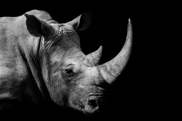 Grayscale shot of an African Rhino on a black background - obrazy, fototapety, plakaty