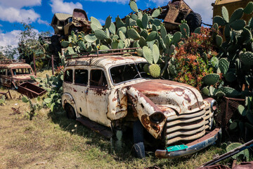 Crushed Cars with the Green Cactuses around on the Tank Graveyard in Asmara, Eritrea