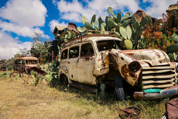 Crushed Cars with the Green Cactuses around on the Tank Graveyard in Asmara, Eritrea