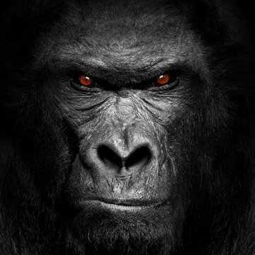 Black gorilla face with red vicious eyes