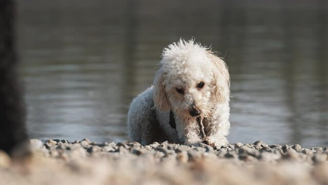 beautiful dog toy poodle nibbles a wooden stick outside by the water