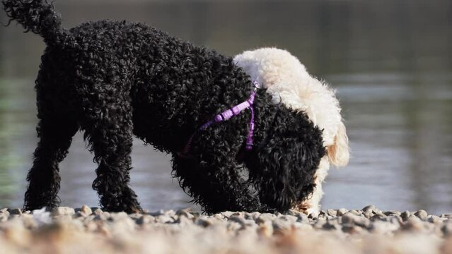 cute dogs toy poodles black female and white male by the water nibbling a double stick