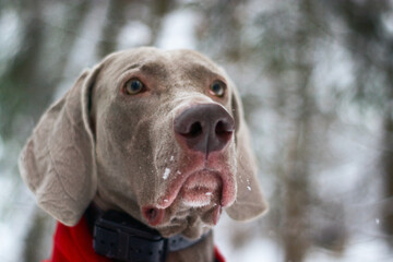 Shallow focus close-up of a Weimaraner dog