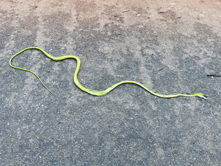 Photo of a dead green snake on the asphalt surface.