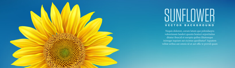 Beautiful yellow Sunflower on blue background  - vector 