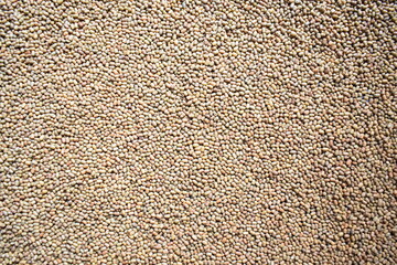 Raw whole dried Moth beans