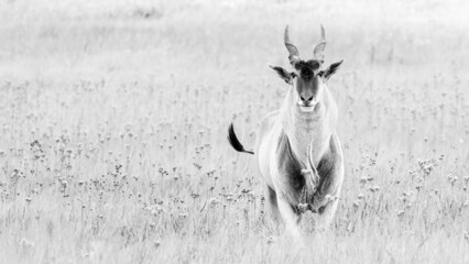 Black and white photo of an Eland antelope