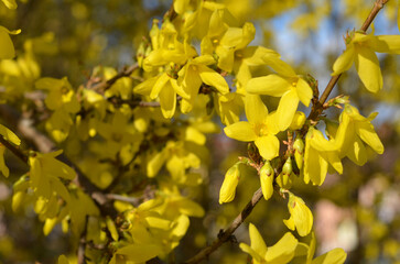 macro image of a spring shrub in bloom branches of forsythia with yellow flowers close-up