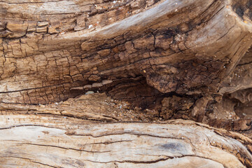 Brown background of the textured surface of an old tree log.