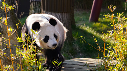 Cute giant panda bear walking in a zoo