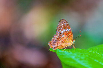 An Amazonian butterfly