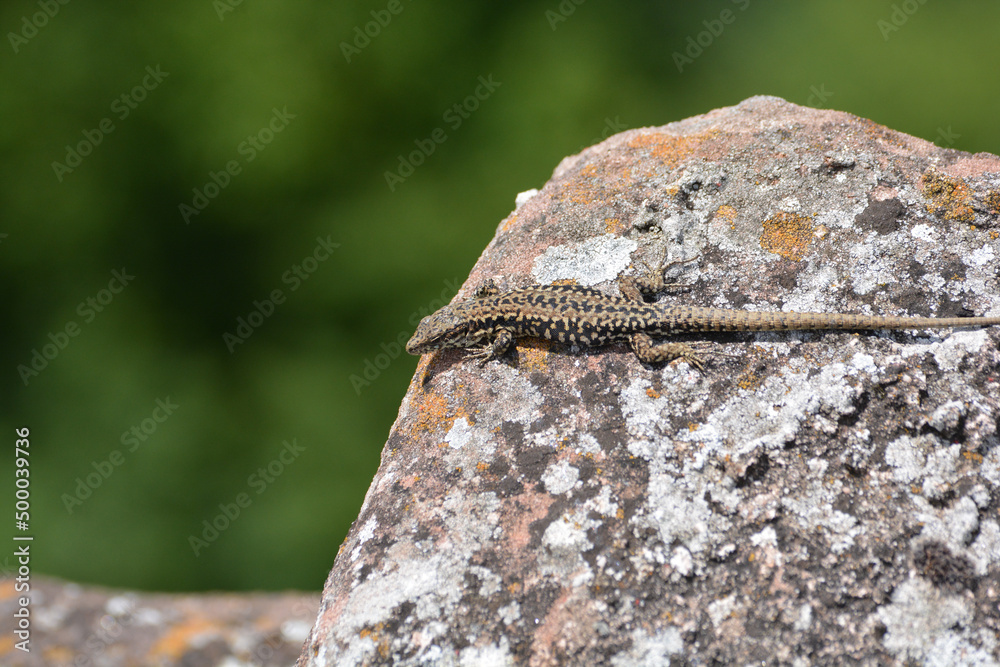 Poster A lizard, wall lizard (Podarcis muralis), sunbatching on a rock