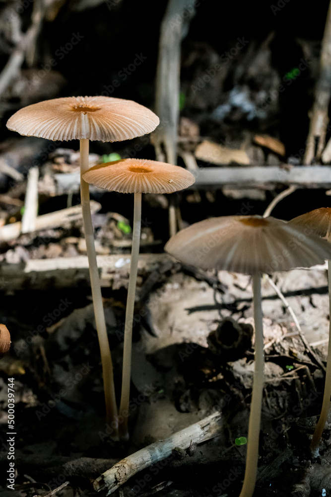 Canvas Prints macro shot of a group of small brown mushrooms or funghi, growing in the damp undergrowth, malta