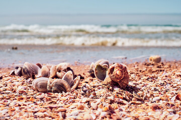 Close up of beach with sea shells. Conch shells at the beach, selective focus. Coast background