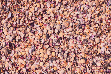 Seashells, a panorama of shells, different shells and pebbles - a backdrop or wallpaper. Seaside holiday background
