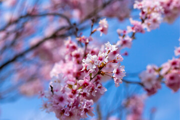 Obraz premium 八重桜