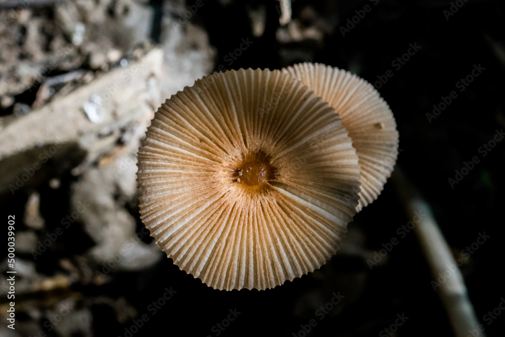 Poster Macro shot of a group of small brown mushrooms or funghi, growing in the damp undergrowth, Malta