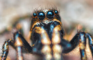 Jumping spider Salticus cingulatus. Eyes of Salticus cingulatus. Funny portrait of spider