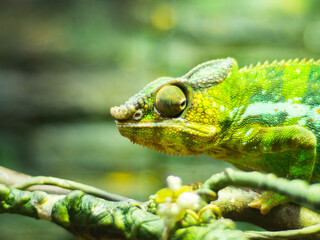 Closeup shot of a chameleon on a branch