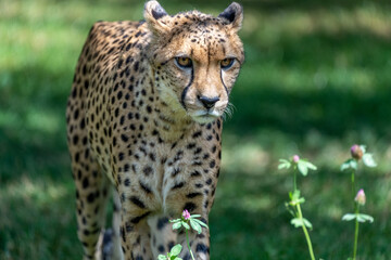 Cheetah in a sunny day © Nikol Ullmann/Wirestock Creators
