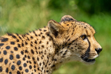 Cheetah in a sunny day © Nikol Ullmann/Wirestock Creators