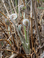 ゼンマイ（薇）