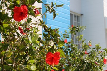 hibiscus in the garden